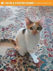 Shelter Stray Female Cat last seen Near Lauretta Ave, 21223, MD, 2490 Giles Rd, Baltimore, MD 21225, USA