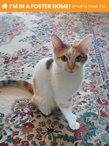 Shelter Stray Female Cat last seen Near Lauretta Ave, 21223, MD, 2490 Giles Rd, Baltimore, MD 21225, USA