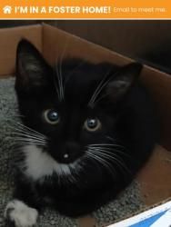 Shelter Stray Female Cat last seen Near Giles Rd, 21225,, 2490 Giles Rd, Baltimore, MD 21225, USA