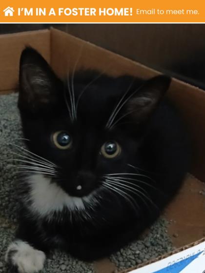 Shelter Stray Female Cat last seen Near Giles Rd, 21225,, 2490 Giles Rd, Baltimore, MD 21225, USA