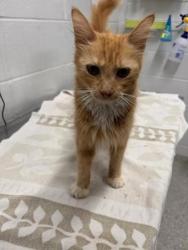 Shelter Stray Female Cat last seen Near Walbrook, 21216, MD, 2490 Giles Rd, Baltimore, MD 21225, USA
