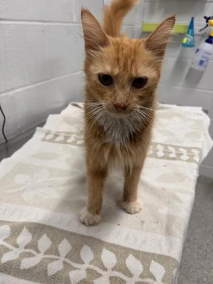 Shelter Stray Female Cat last seen Near Walbrook, 21216, MD, 2490 Giles Rd, Baltimore, MD 21225, USA