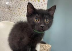 Shelter Stray Male Cat last seen Central Ave, 43606, OH, 827 Illinois Ave, Maumee, OH 43537, USA