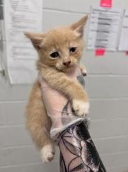 Shelter Stray Male Cat last seen Near Walbrook, 21216, MD, 2490 Giles Rd, Baltimore, MD 21225, USA