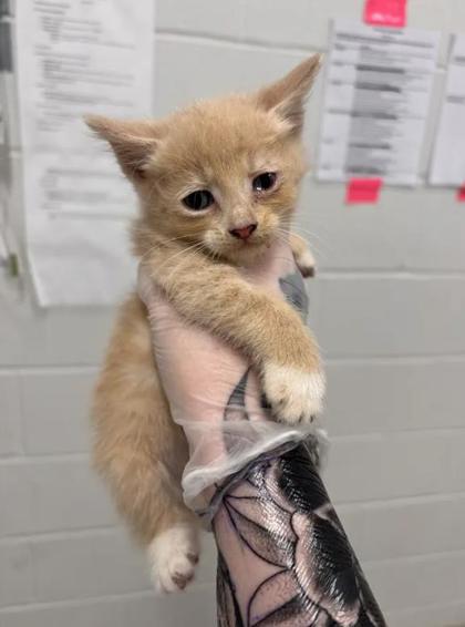 Shelter Stray Male Cat last seen Near Walbrook, 21216, MD, 2490 Giles Rd, Baltimore, MD 21225, USA