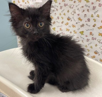 Shelter Stray Female Cat last seen Central Ave, 43606, OH, 827 Illinois Ave, Maumee, OH 43537, USA