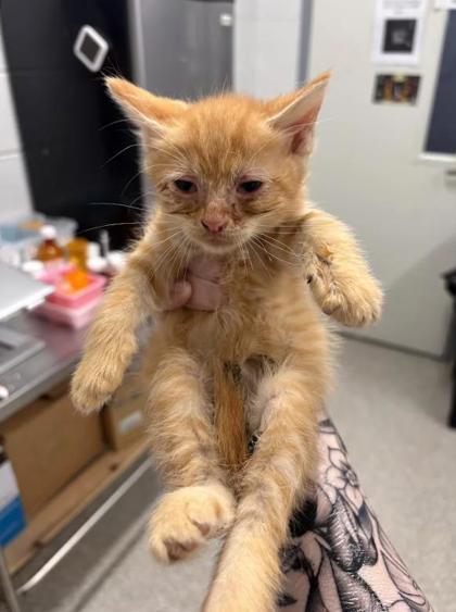Shelter Stray Male Cat last seen Near Walbrook, 21216, MD, 2490 Giles Rd, Baltimore, MD 21225, USA