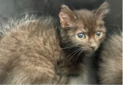 Shelter Stray Male Cat last seen Central Ave, 43606, OH, 827 Illinois Ave, Maumee, OH 43537, USA