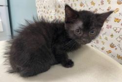 Shelter Stray Female Cat last seen Central Ave, 43606, OH, 827 Illinois Ave, Maumee, OH 43537, USA