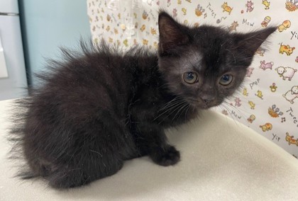 Shelter Stray Female Cat last seen Central Ave, 43606, OH, 827 Illinois Ave, Maumee, OH 43537, USA