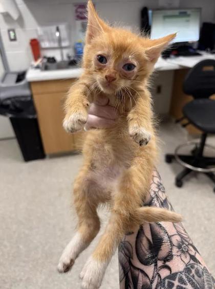 Shelter Stray Male Cat last seen Near Walbrook, 21216, MD, 2490 Giles Rd, Baltimore, MD 21225, USA