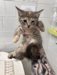 Shelter Stray Female Cat last seen Near Walbrook, 21216, MD, 2490 Giles Rd, Baltimore, MD 21225, USA