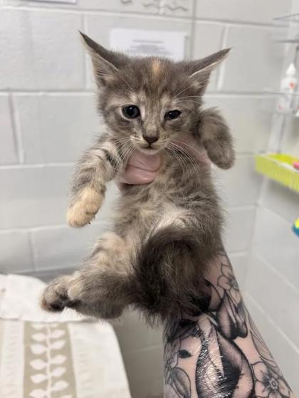 Shelter Stray Female Cat last seen Near Walbrook, 21216, MD, 2490 Giles Rd, Baltimore, MD 21225, USA