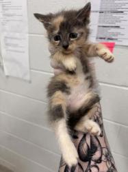 Shelter Stray Female Cat last seen Near Walbrook, 21216, MD, 2490 Giles Rd, Baltimore, MD 21225, USA