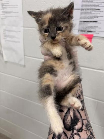 Shelter Stray Female Cat last seen Near Walbrook, 21216, MD, 2490 Giles Rd, Baltimore, MD 21225, USA