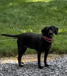 Shelter Stray Female Dog last seen Near Forbes Rd, County/Unicorporated, NC, 1491 Business Park Ct, Gastonia, NC 28052, USA