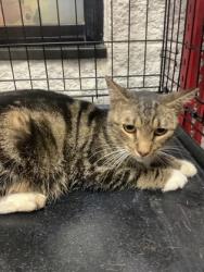 Shelter Stray Unknown Cat last seen Near McLemore Avenue, Central District, TX, 355 Hillshire Dr, Haslet, TX 76052, USA