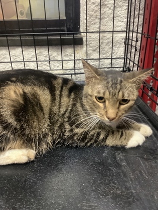 Shelter Stray Unknown Cat last seen Near McLemore Avenue, Central District, TX, 355 Hillshire Dr, Haslet, TX 76052, USA