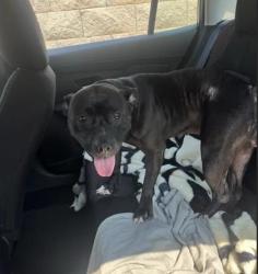 Shelter Stray Female Dog last seen Near Martin Luther King Jr Dr SW, Atlanta, GA, 1251 Fulton Industrial Blvd NW, Atlanta, GA 30336, USA