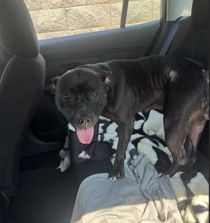 Shelter Stray Female Dog last seen Near Martin Luther King Jr Dr SW, Atlanta, GA, 1251 Fulton Industrial Blvd NW, Atlanta, GA 30336, USA