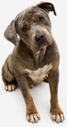 Shelter Stray Male Dog last seen , Caddo Parish, LA, 1500 Monty St, Shreveport, LA 71107, USA