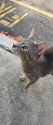 Found/Stray Male Cat last seen sample with military, Pompano Beach, FL 33060