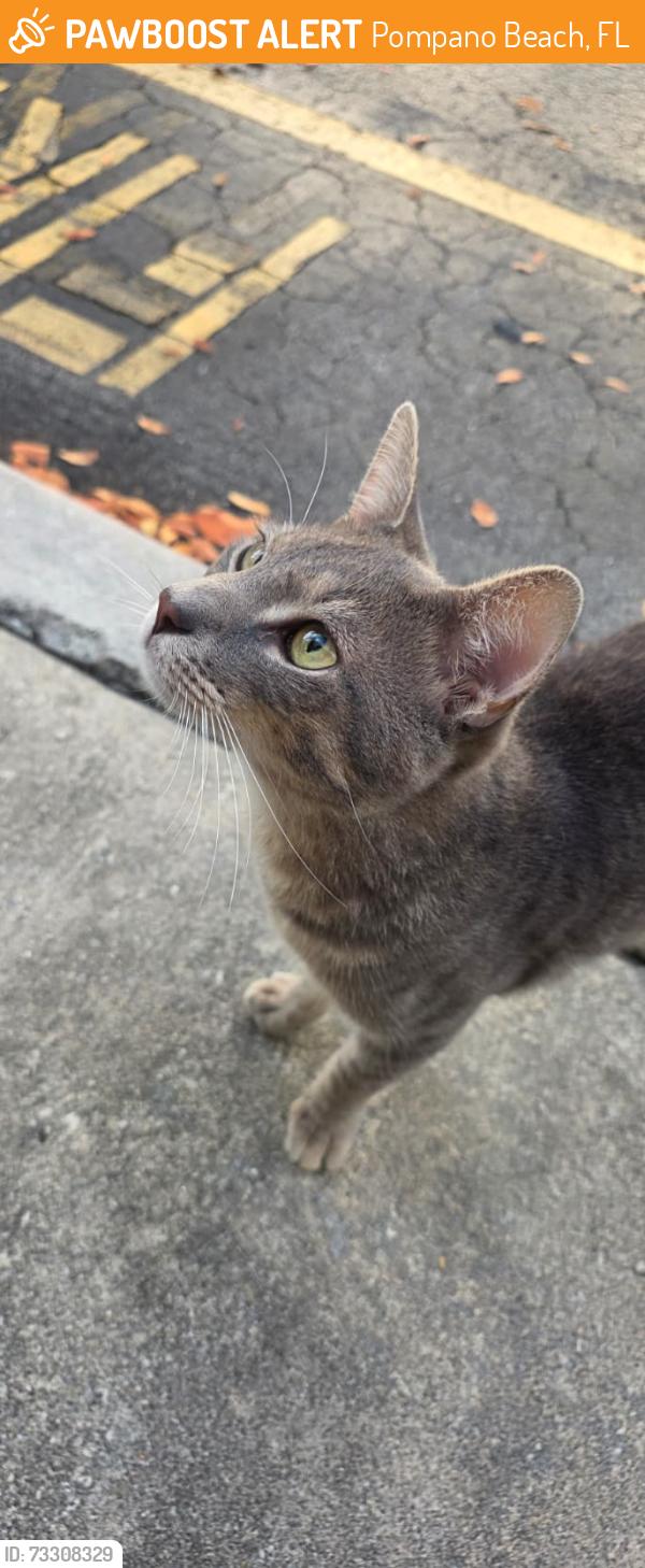 Found/Stray Male Cat last seen sample with military, Pompano Beach, FL 33060