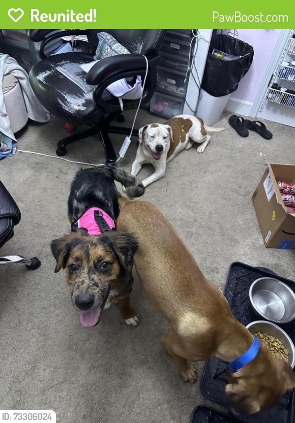 Reunited Male Dog last seen Stuart Mill Road and Yancy Rd, Douglasville, GA 30135