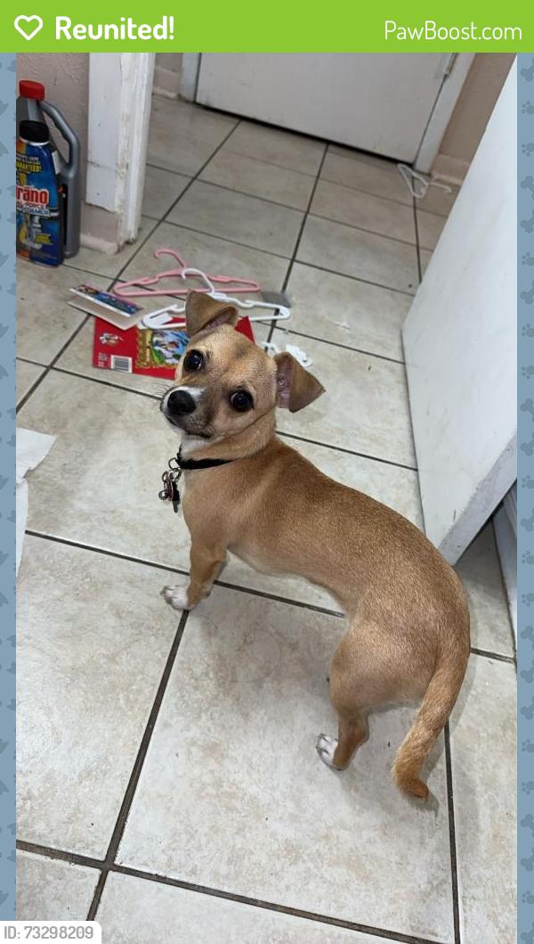 Reunited Female Dog last seen Biddison and Hemphill, Fort Worth, TX 76102