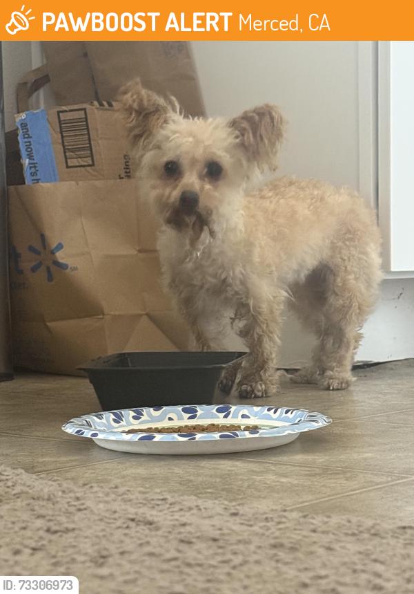 Found/Stray Female Dog last seen Vierra Dr., Merced, CA 95341