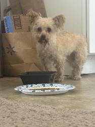 Found/Stray Female Dog last seen Vierra Dr., Merced, CA 95341