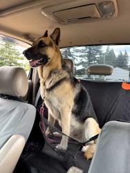 Found/Stray Unknown Dog last seen Hannagen and wiser lake road, Lynden, WA 98264