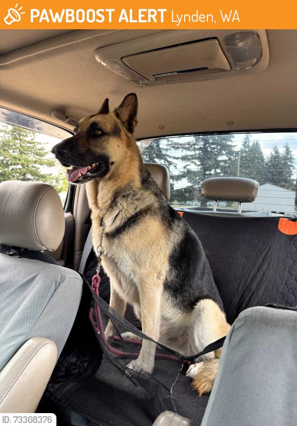 Found/Stray Unknown Dog last seen Hannagen and wiser lake road, Lynden, WA 98264