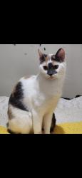 Lost Female Cat last seen Stony plain road, Edmonton, AB T5P 2Y1