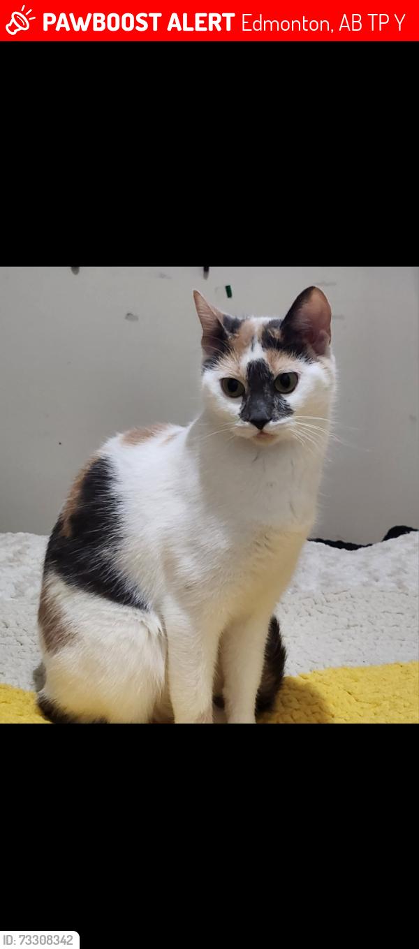 Lost Female Cat last seen Stony plain road, Edmonton, AB T5P 2Y1