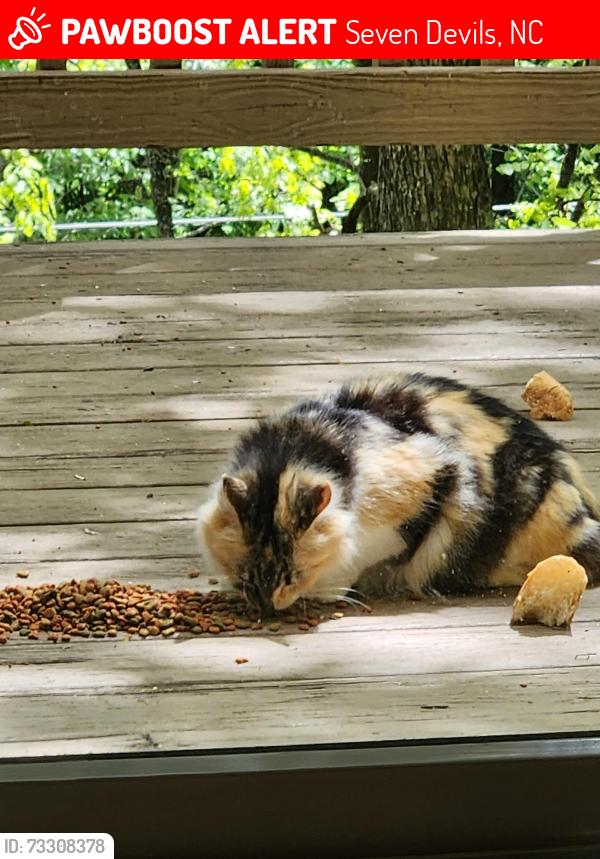 Lost Female Cat last seen In Otter Falls area., Seven Devils, NC 28604