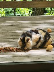 Lost Female Cat last seen In Otter Falls area., Seven Devils, NC 28604