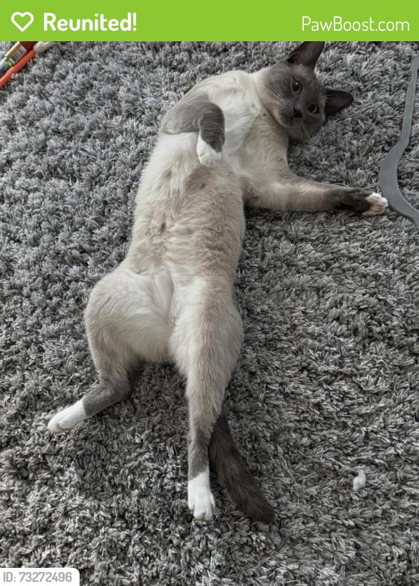 Reunited Male Cat last seen Near Coach Road, close to the wooded area, North Billerica, MA 01862, Billerica, MA 01862