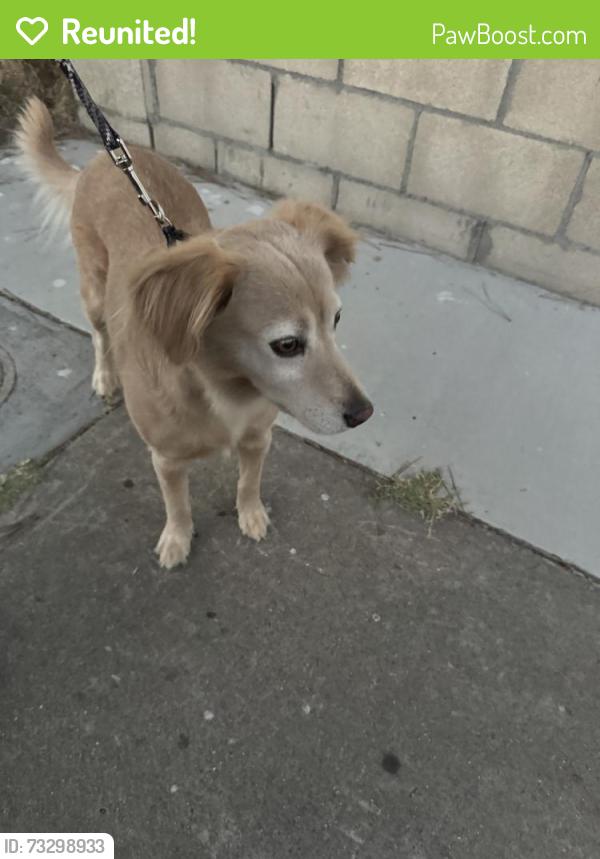 Reunited Female Dog last seen Skyline Dr and Sunnyside, San Diego, CA 92114