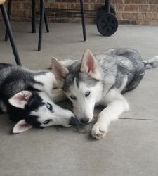 Reunited Male Dog last seen SW 34th St & S. Eastern Ave, Moore, OK, Moore, OK 73160