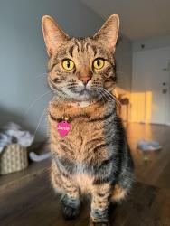 Reunited Female Cat last seen Palombi middle school, Lake Villa, IL 60046