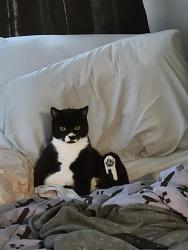 Reunited Male Cat last seen Center Street NE, D Street NE, Salem, OR 97301