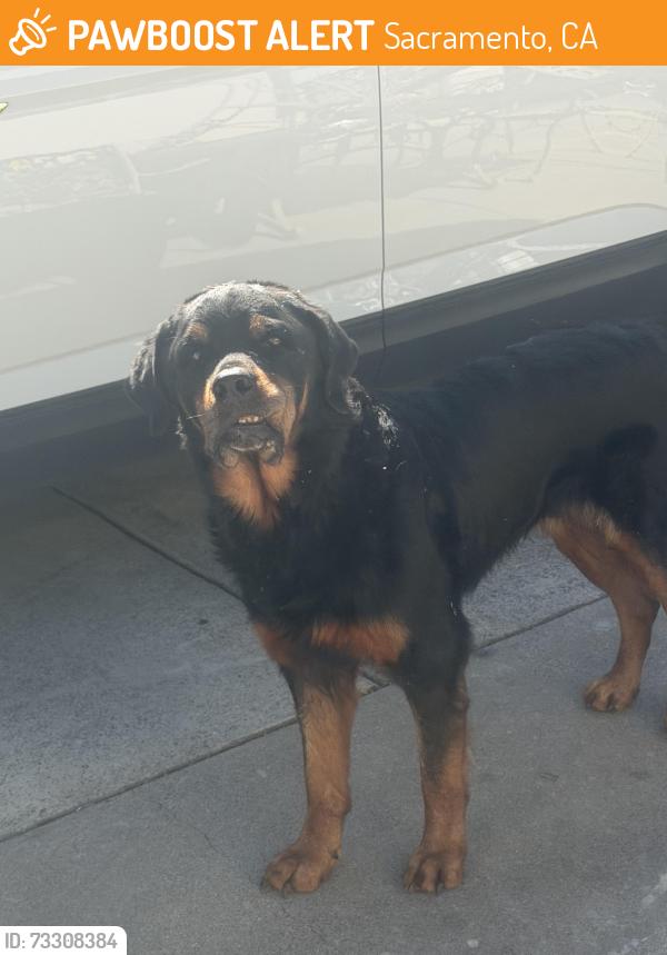 Found/Stray Unknown Dog last seen Pinell Street, Sacramento, CA 95838