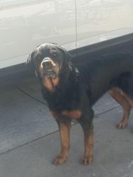 Found/Stray Unknown Dog last seen Pinell Street, Sacramento, CA 95838