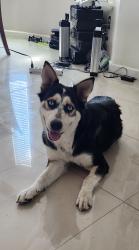 Found/Stray Female Dog last seen New Carmen and Fm 1732, Brownsville, TX 78520