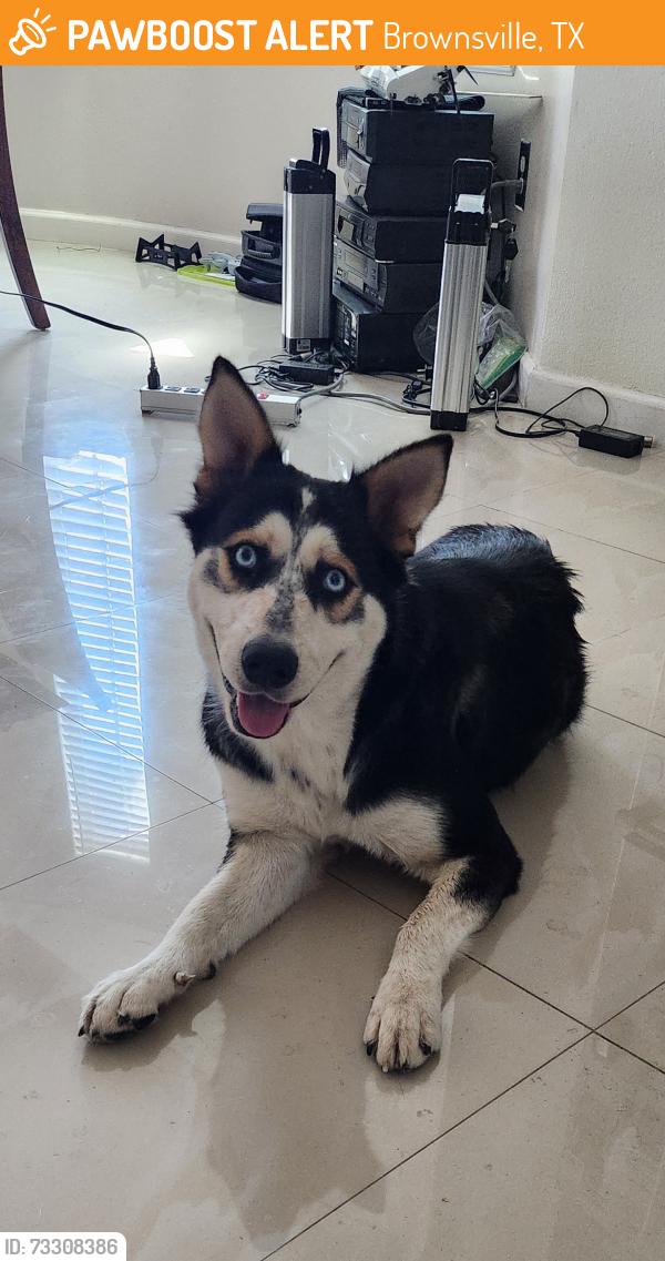 Found/Stray Female Dog last seen New Carmen and Fm 1732, Brownsville, TX 78520
