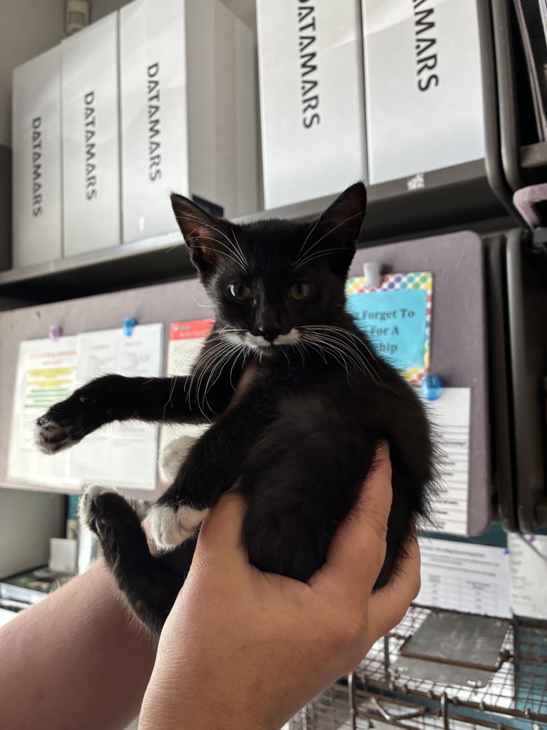 Shelter Stray Female Cat last seen Near E Hyland Lake Drive, MURRAY CITY, UT, 84117, 511 W 3900 S, Salt Lake City, UT 84123, USA