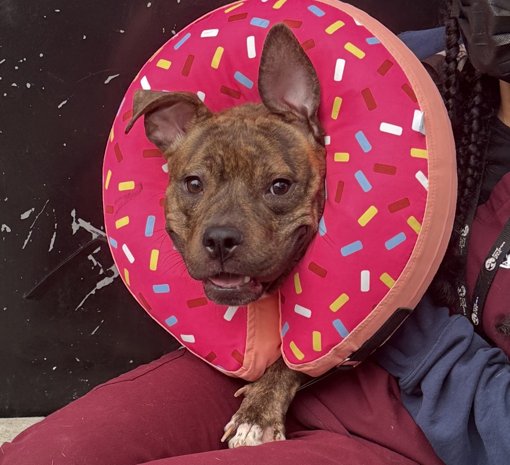 Shelter Stray Female Dog last seen Eastchester Road, BRONX, NY, 10461, 326 E 110th St, New York, NY 10029, USA