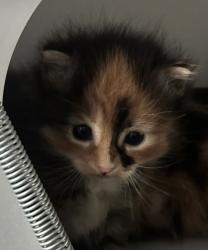 Shelter Stray Female Cat last seen Delafield Avenue, STATEN ISLAND, NY, 10310, 3139 Veterans Rd W, Staten Island, NY 10309, USA