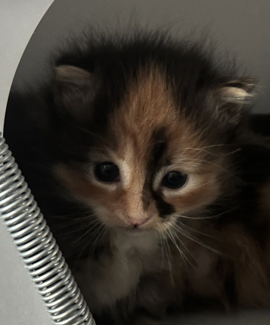 Shelter Stray Female Cat last seen Delafield Avenue, STATEN ISLAND, NY, 10310, 3139 Veterans Rd W, Staten Island, NY 10309, USA
